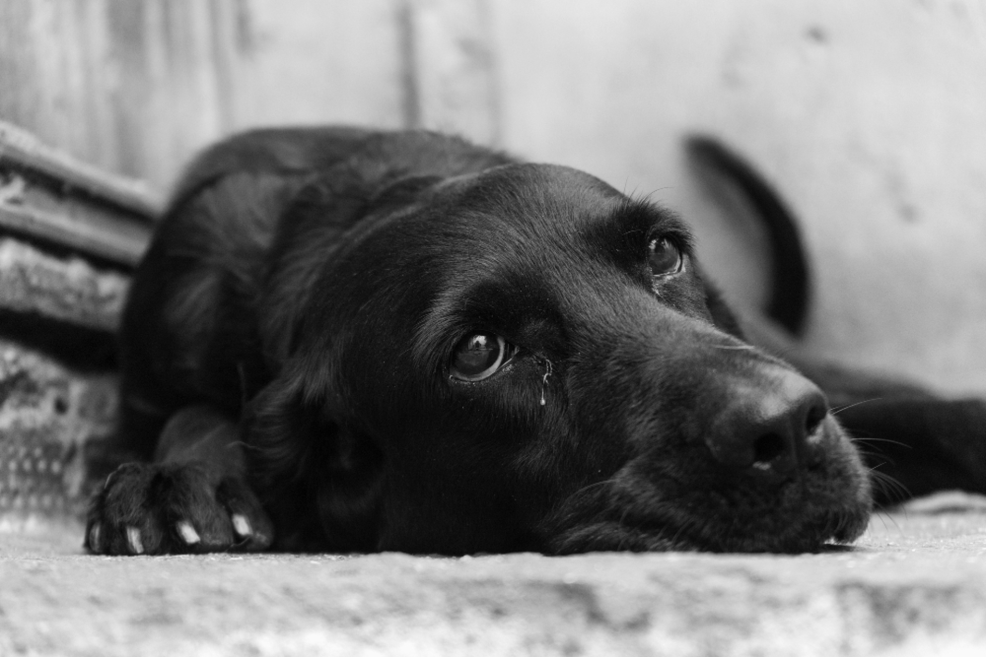 Animali domestici e lutto: come aiutarli a superare la perdita del padrone